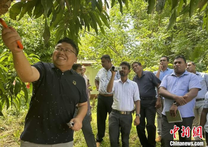 項目組芒果專家在種植園開展現(xiàn)場培訓?！≈兴鼓夏虾献鲗＜医M供圖