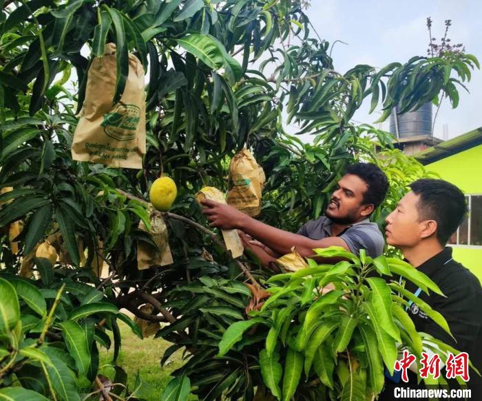 項目組專家在一處芒果生產(chǎn)基地開展田間病蟲害防控指導?！≈兴鼓夏虾献鲗＜医M供圖
